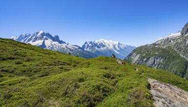 Mountain panorama with glaciated mountain peaks, Aiguille Verte with Aiguille du Midi and Mont