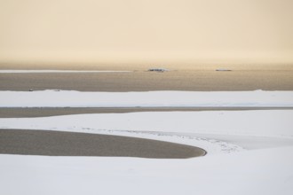 Snowy winter landscape, Murchisonfjord, Nordaustland, Svalbard and Jan Mayen archipelago, Norway,