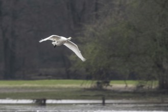 Tundra swan (Cygnus bewickii), flying, Emsland, Lower Saxony, Germany, Europe