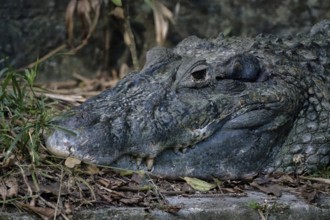 Head shot of a Black caiman, Melanosuchus niger, Amazon basin, Brazil, South America