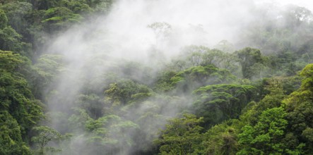 Fog drifts through the rainforest, treetops in the dense forest, mountain rainforest, Alajuela