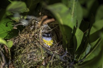 Sulphur-masked tyrant (Pitangus sulphuratus) sitting in its nest at night, at night in the tropical