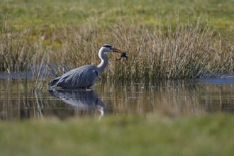 Grey heron (Ardea cinerea), hunting, with captured Common Frog, rz, Dingdener Heide nature reserve,