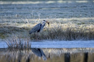 Grey heron (Ardea cinerea), hunting, with captured Common Frog, reflection in the water, Dingdener