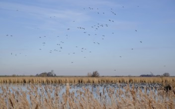 White-fronted Geese, Barnacle Geese (Branta leucopsis), NABU Bird Observatory, Krummhörn, East