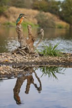 Kingfisher (Alcedo atthis) young male on root, hunting, habitat, habitat, searching for food,