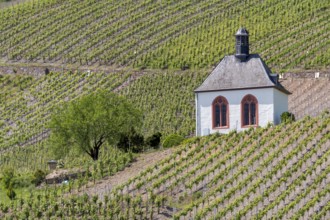 Kesselstatt Chapel in the vineyards near Kröv, burial chapel, Moselle, Rhineland-Palatinate,