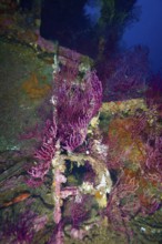 Purple Violescent sea-whip (Paramuricea clavata) cover the wreck and create a lively picture, dive