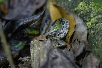 Adder (Colubridae), snake on the forest floor, tropical rainforest, Corcovado National Park, Osa