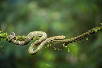 Griffin-tailed lance adder (Bothriechis schlegelii), green variety, sitting on a branch, Heredia