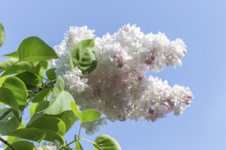 Blooming lilac in the botanical garden in spring