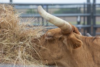 Oklahoma City, Oklahoma, Livestock used in the Great Plains Rodeo, an annual gay rodeo that