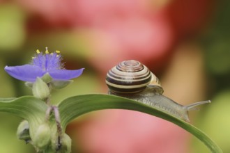 Grove snail (Cepaea nemoralis) on garden three-master flower (Tradescantia andersoniana), flower,