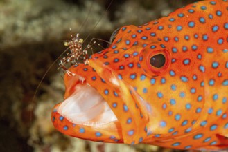 Cleaner shrimp Bruun's partner shrimp (Urocaridella antonbruunii) removes parasites from head of