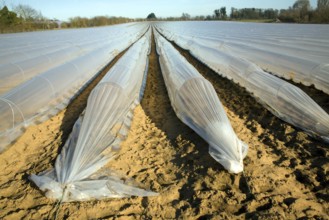 Plastic sheeting cloches protecting early vegetable crop in field, Hollesley, Suffolk, England,