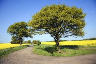 Oak tree in spring flower with yellow flowers of oil seed rape growing in field, Suffolk, England,