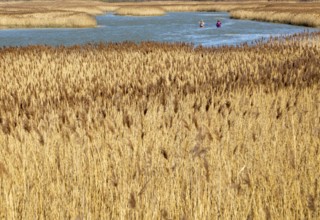 Two paddleboarders amongst reedbeds, River Deben, Bromeswell, Suffolk, England, UK