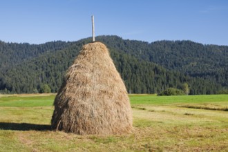 Traditional haystack Triste in the Rothenthurm high moor, Canton Schwyz, Switzerland, Europe