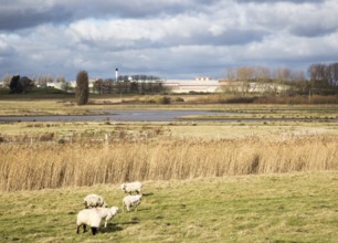 Sheep grazing wetland marshes landscape next to HMP Warren Hill prison, Hollesley Bay, Suffolk,