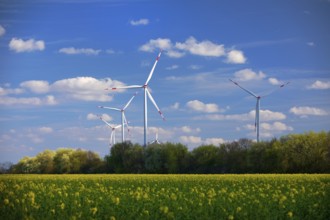 Wind turbines with rape field in bloom in spring, Titz, Lower Rhine, North Rhine-Westphalia,