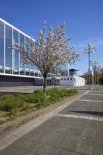 Blossoming cherry tree (Prunus) in front of the Musiktheater im Revier against blue sky in