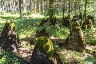 Remains of the former Westwall, anti-tank barriers, on the border with Belgium, in a forest near