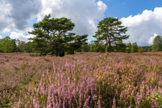 Heather blossom of the heather, in the Büsenbach valley, Lüneburg Heath nature reserve, Lower