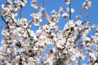 Almond blossom on Majorca, from January to March many hundreds of thousands of almond trees blossom