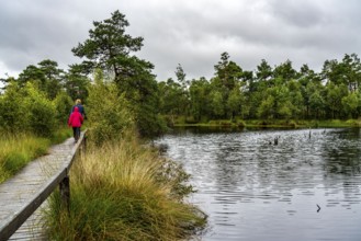 Wooden plank path through the Pietzmoor, raised bog in the Lüneburg Heath nature reserve, near