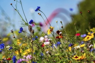 The Nordsternpark, former site of the Nordstern colliery, wildflower meadow, double arch bridge, in