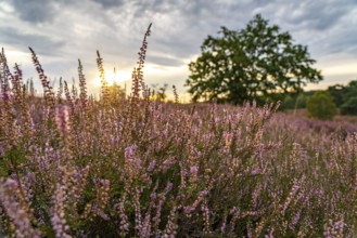 The Westruper Heide, in the Hohe Mark Westmünsterland nature park Park, near Haltern am See,