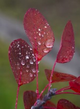 Smoke Tree (cotinus coggygria), leaves in autumn colour, covered with water droplets, Hessen,