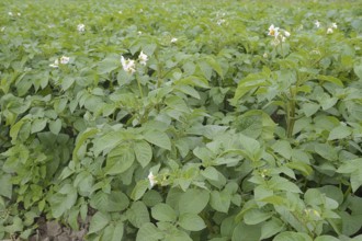 Field with potatoes (Solanum tuberosum), potato field, North Rhine-Westphalia, Germany, Europe