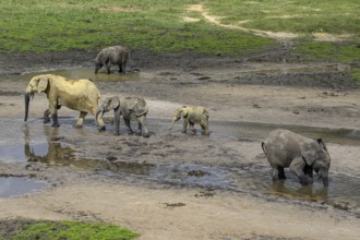 African forest elephants (Loxodonta cyclotis) in the Dzanga Bai forest clearing, Dzanga-Ndoki