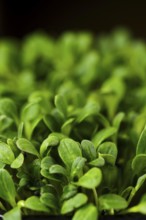 Closeup view of leaves of sprouted watercress seeds, photo with shallow depth of field