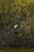 Great egret (Ardea alba) lingering together on branches on the shore of the Steinhuder Meer,