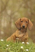 Dachshund, dachshund, young animal, 12 weeks old