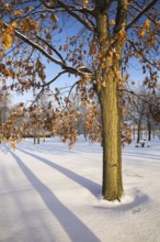 Quercus, Oak tree and branches with golden brown leaves covered with snow in early morning light in