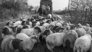 Black-headed domestic sheep (Ovis gmelini aries) being loaded onto a double-decker cattle trailer,