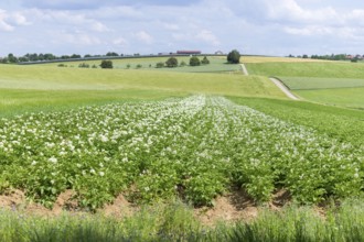 Flowering potato field, Baden-Württemberg, Germany, Europe