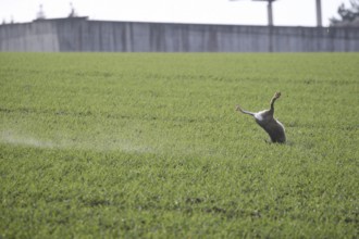 European hare (Lepus europaeus) hit by a sheaf of buckshot, Lower Austria, Austria, Europe