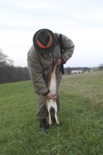 Hunter squeezing the bladder of a hunted brown hare (Lepus europaeus), Lower Austria, Austria,