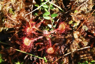 Sundew, Murnauer moss, August, Bavaria, Germany, Europe