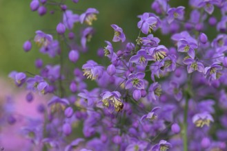 Chinese meadow rue (Thalictrum delavayi), Mecklenburg-Western Pomerania, Germany, Europe