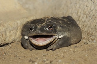 Colorado toad or Sonora desert toad (Incilius alvarius. Bufo alvarius), captive, occurrence in