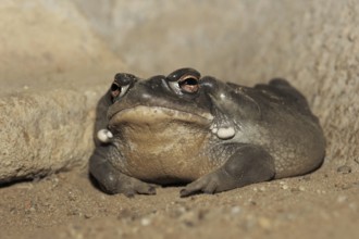 Colorado toad or Sonora desert toad (Incilius alvarius. Bufo alvarius), captive, occurrence in