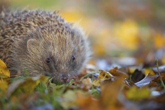 European hedgehog (Erinaceus europaeus) adult animal walking across fallen autumn leaves on a