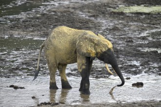 African forest elephant (Loxodonta cyclotis) in the Dzanga Bai forest clearing, Dzanga-Ndoki