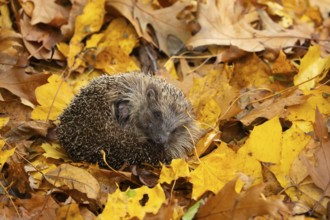 European hedgehog (Erinaceus europaeus) adult animal curled in a ball resting on fallen autumn