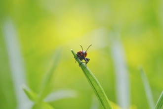 Fire bug, March, Germany, Europe